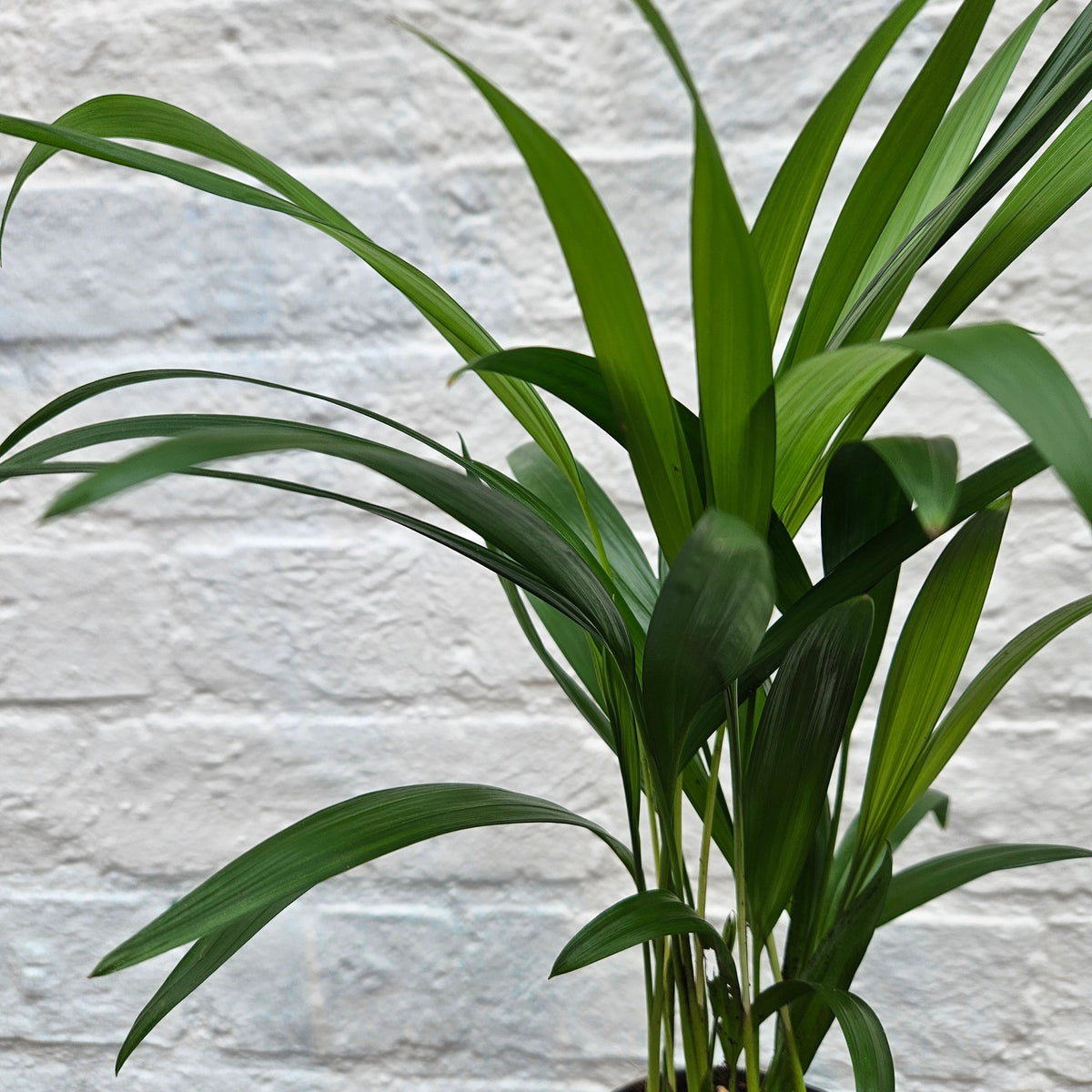 Dypsis lutescens (Areca Palm)