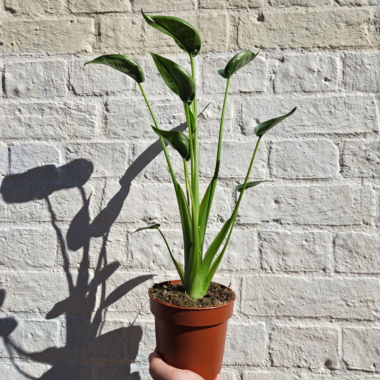 Alocasia 'Tiny Dancers'