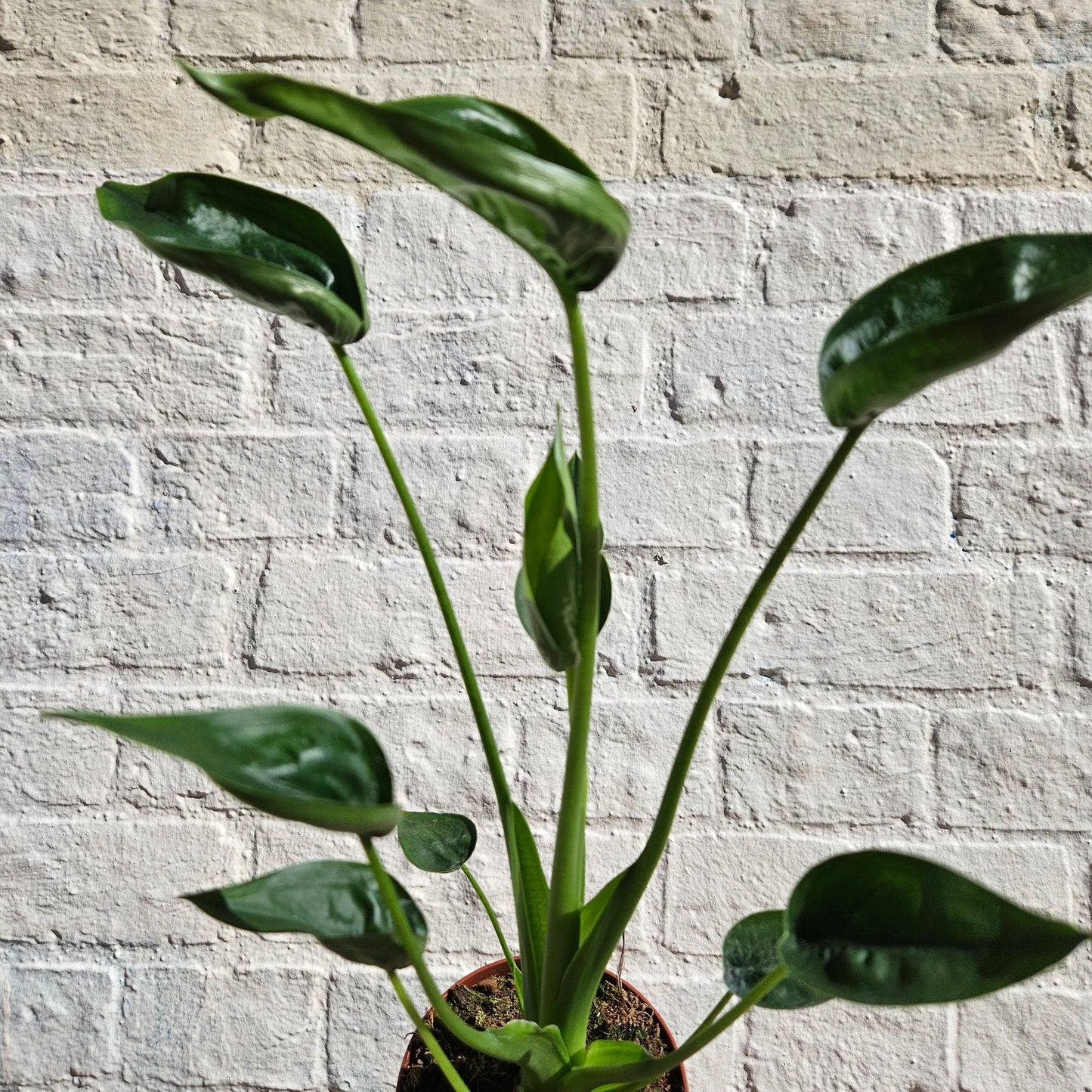 Alocasia 'Tiny Dancers'