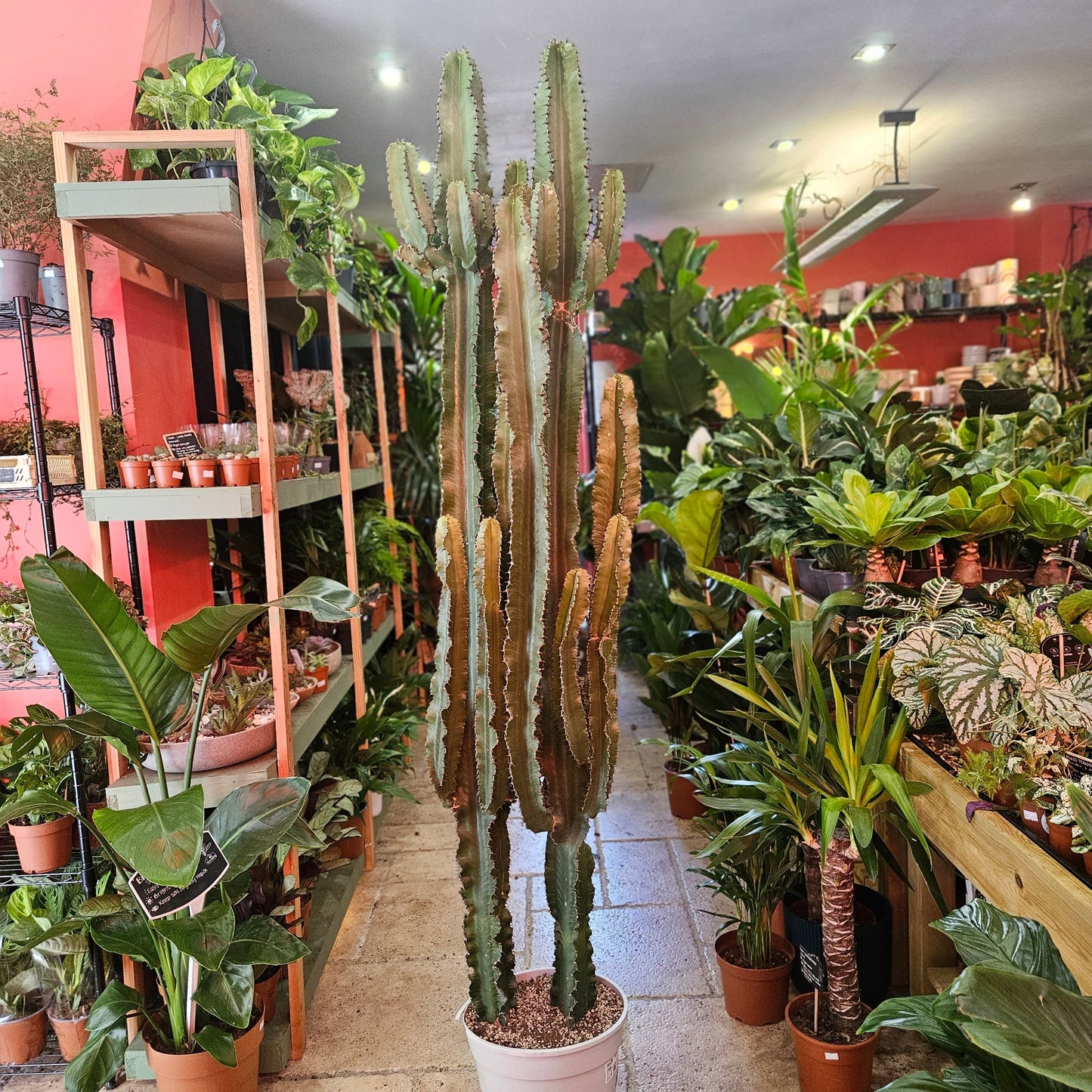 Euphorbia erytrea (Candelabara Cactus)
