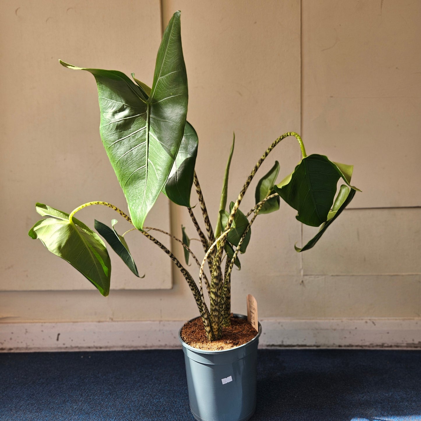 Alocasia zebrina