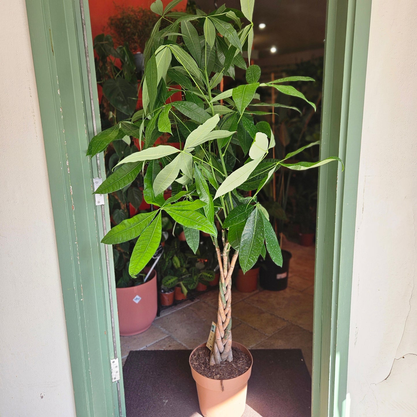 Pachira aquatica (Money Tree)
