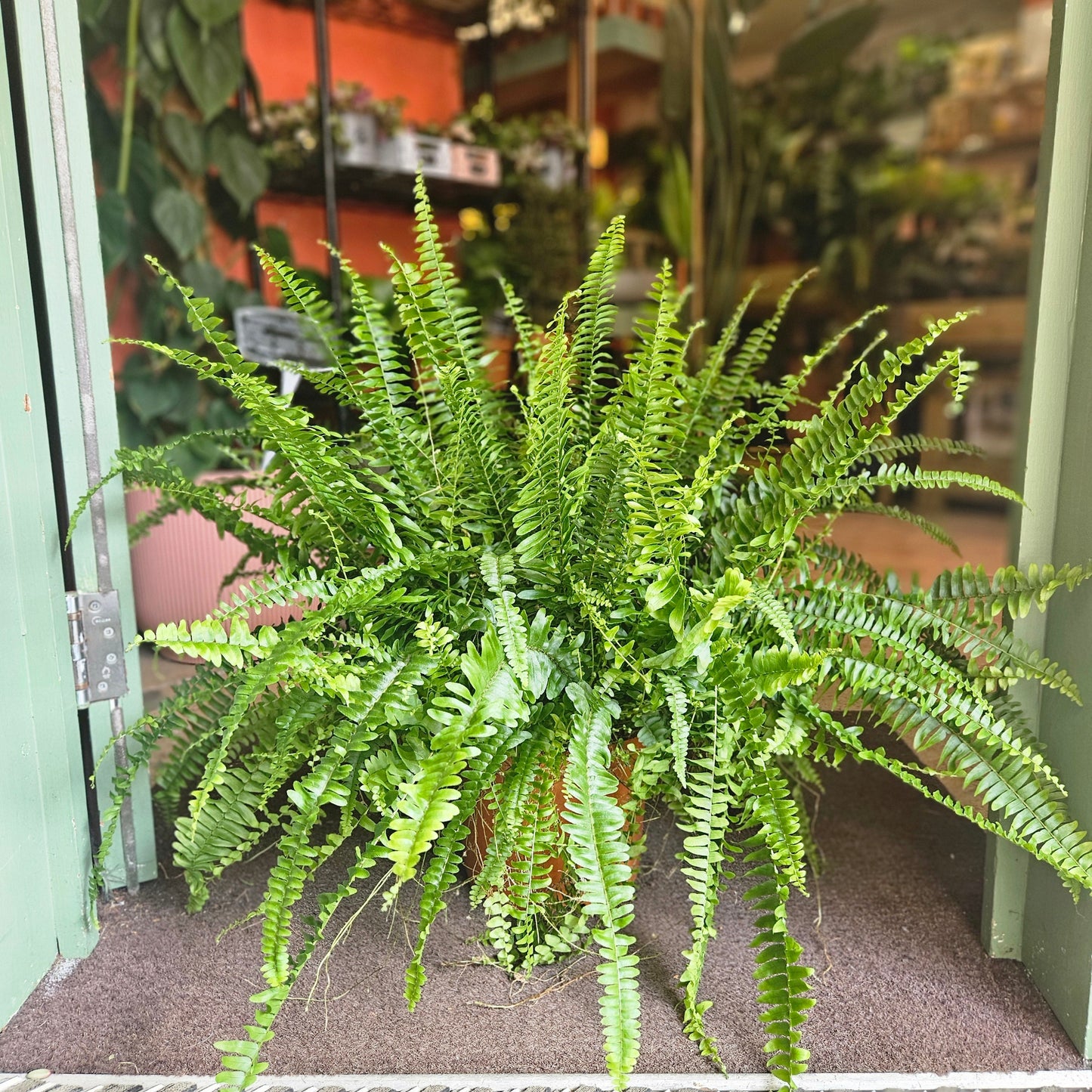 Nephrolepis Exaltata (Boston Fern)