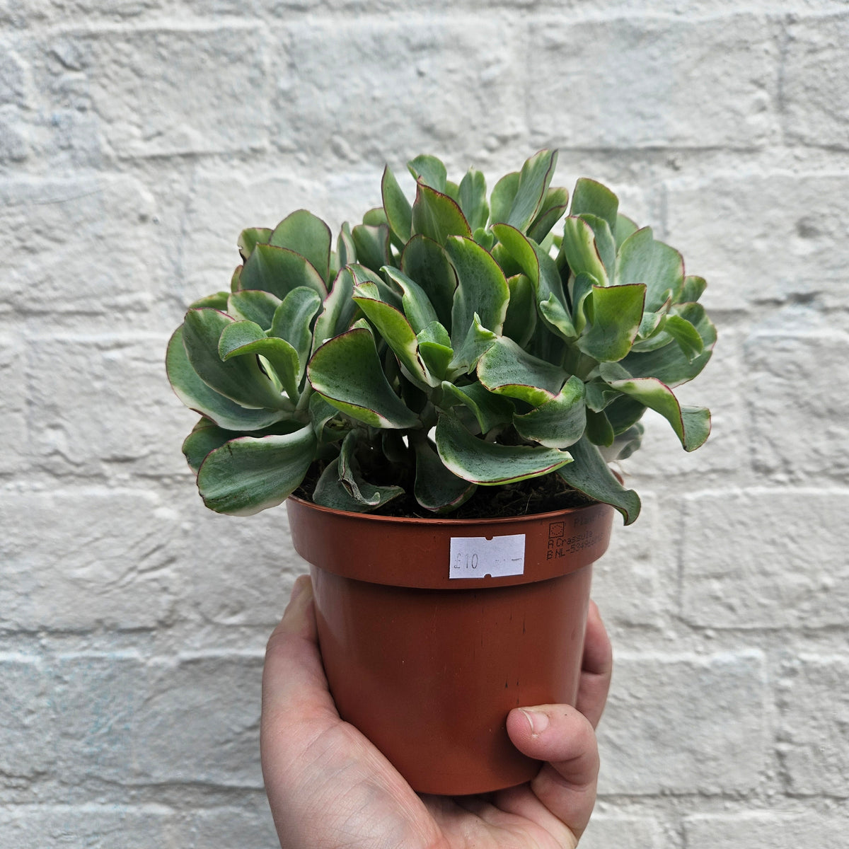 Crassula arborescens undulatifolia 'Ripple Jade'