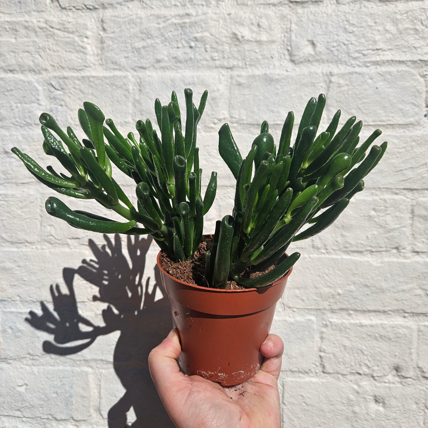 Crassula ovata 'Gollum' (Jade plant)