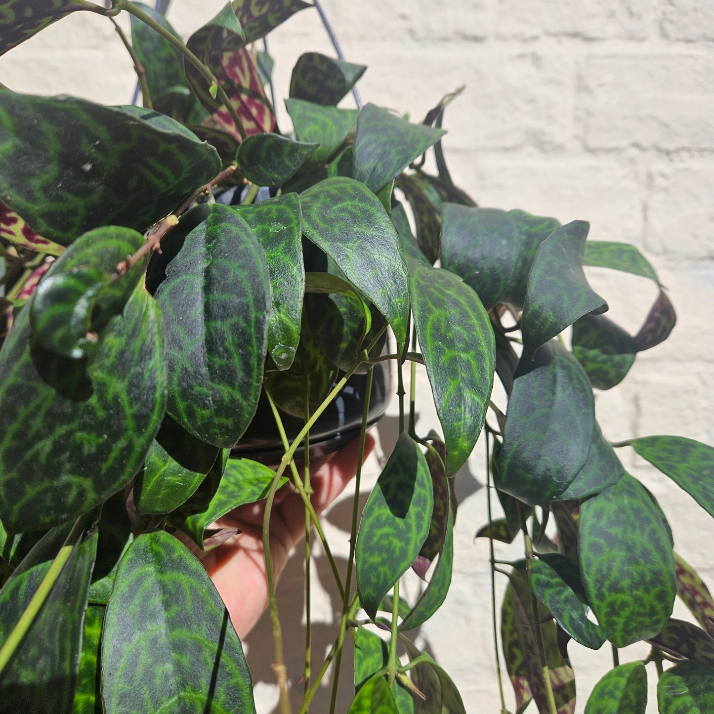 Aeschynanthus marmoratus (Lipstick plant)
