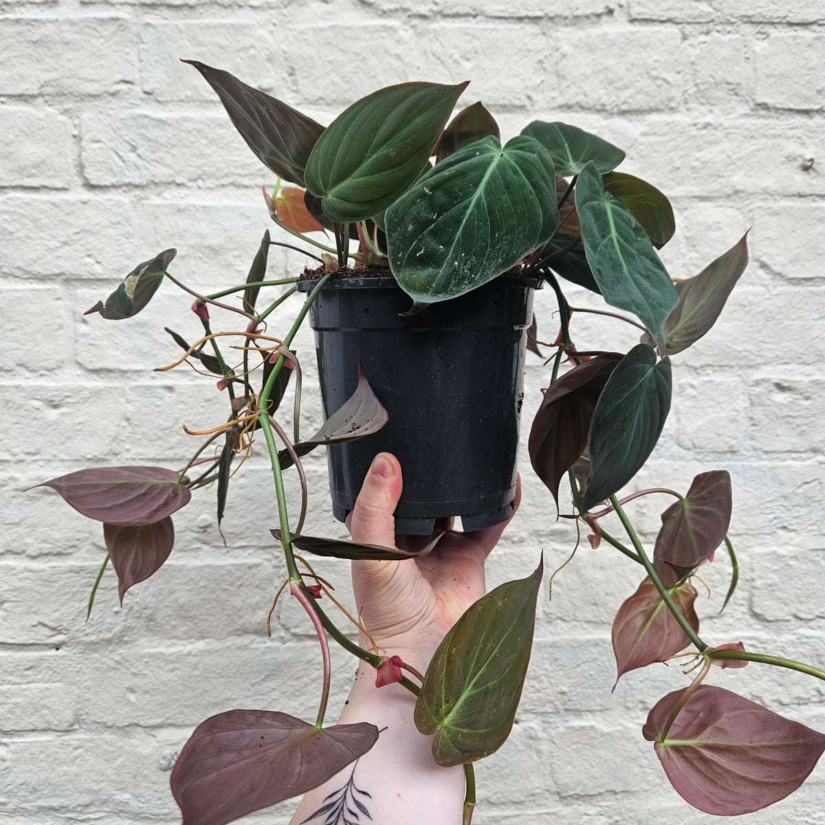Philodendron hederaceum var. hederaceum (Philodendron Micans)