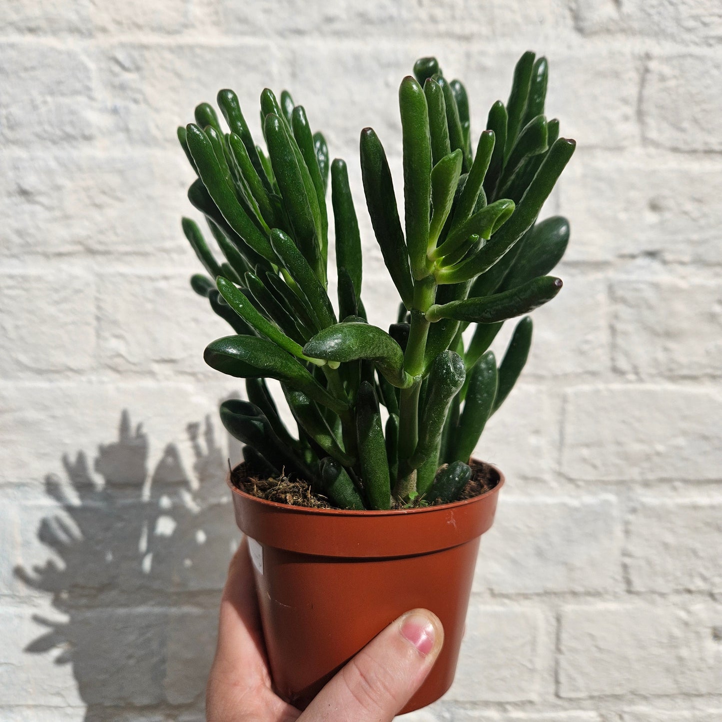 Crassula ovata 'Gollum' (Jade plant)