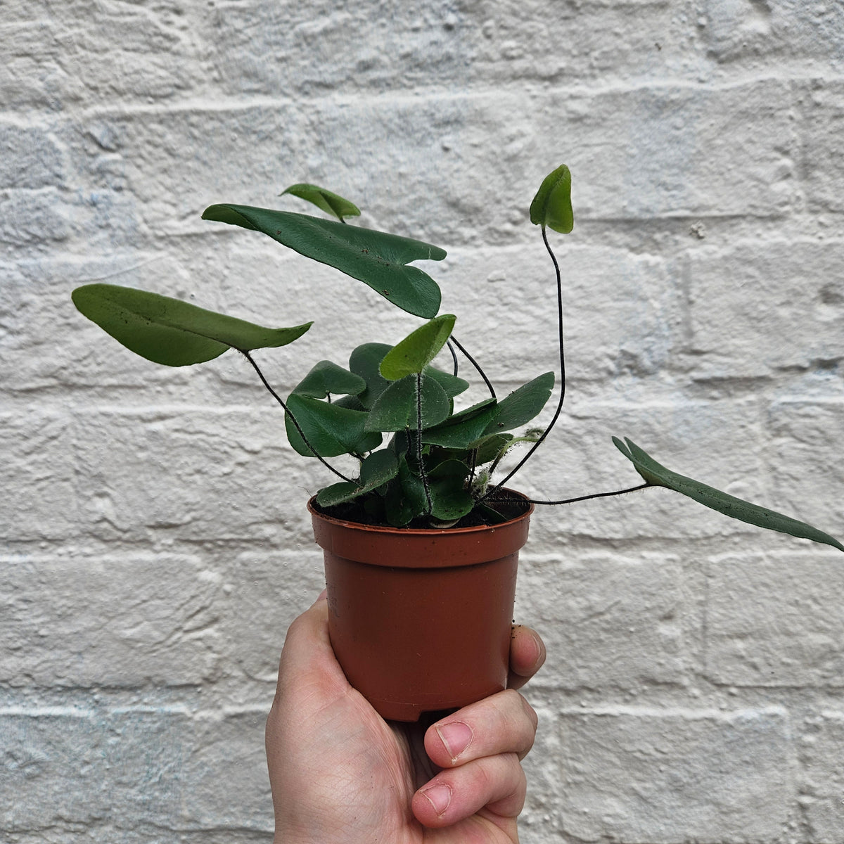 Hemionitis arifolia (Heart Leaf Fern)