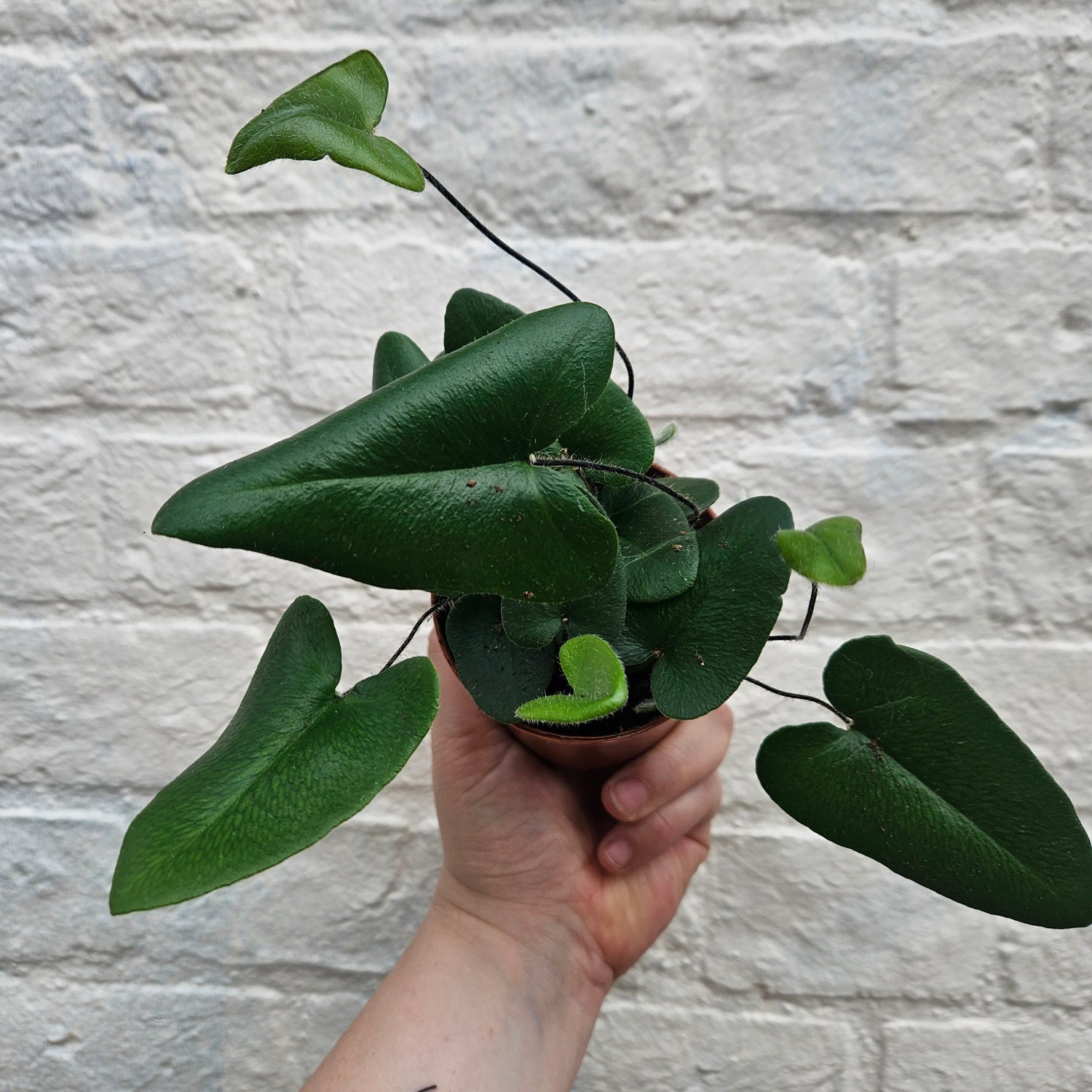 Hemionitis arifolia (Heart Leaf Fern)