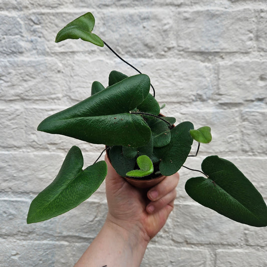 Hemionitis Arifolia Houseplant - Heart Leaf Fern