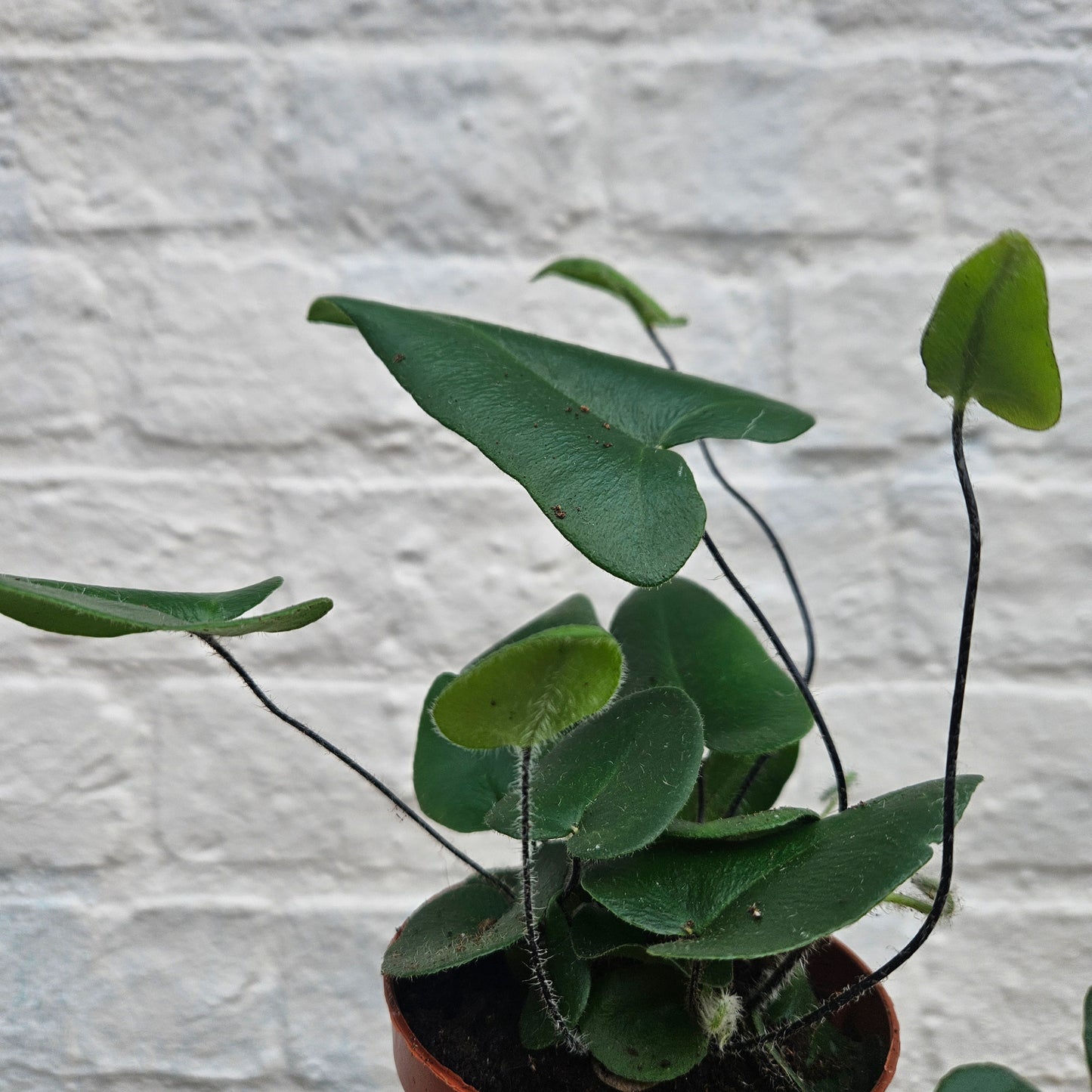 Hemionitis arifolia (Heart Leaf Fern)