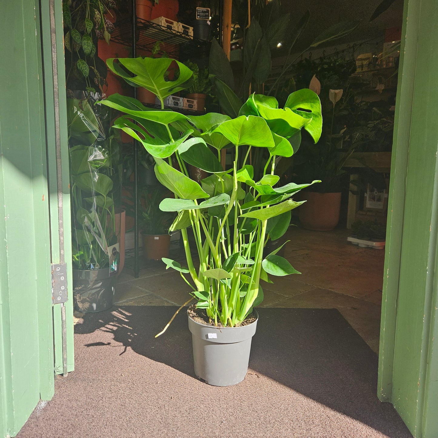 Monstera deliciosa (Swiss Cheese Plant)