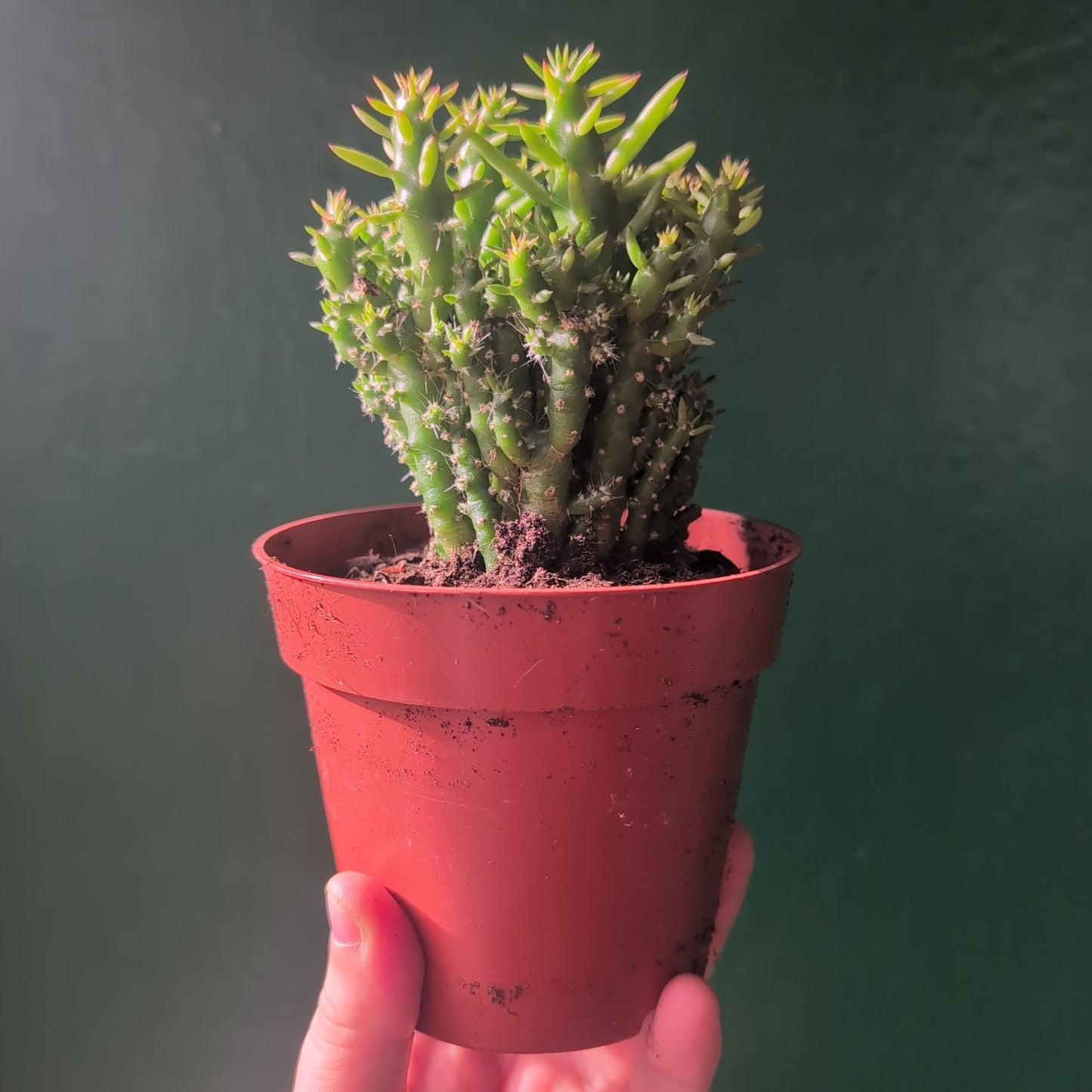 Austrocylindropuntia subulata (Eves Pin Cactus)