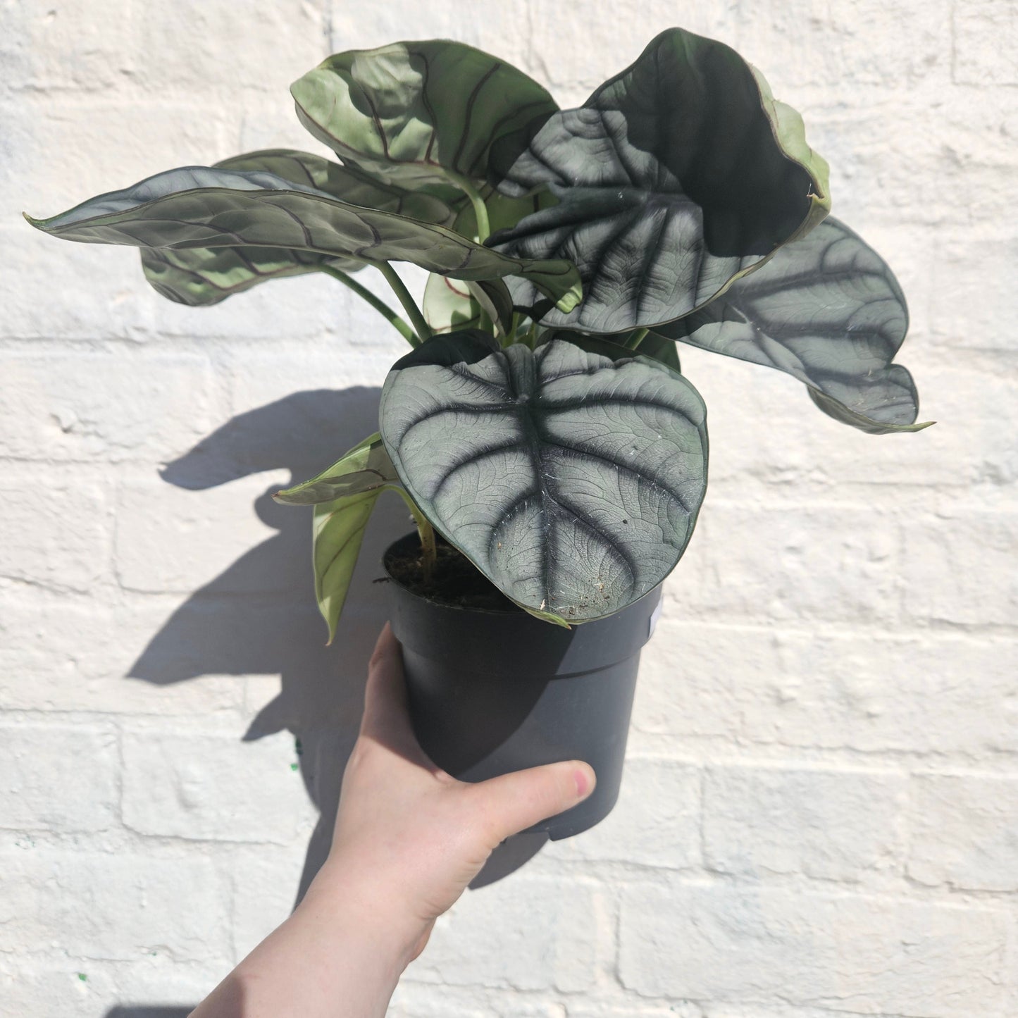 Alocasia baginda 'Silver Dragon'