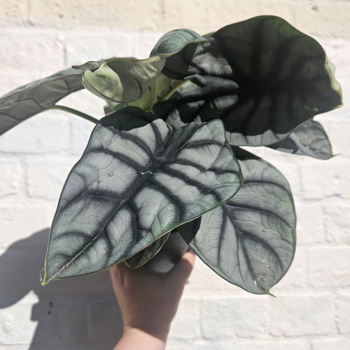 Alocasia baginda 'Silver Dragon'