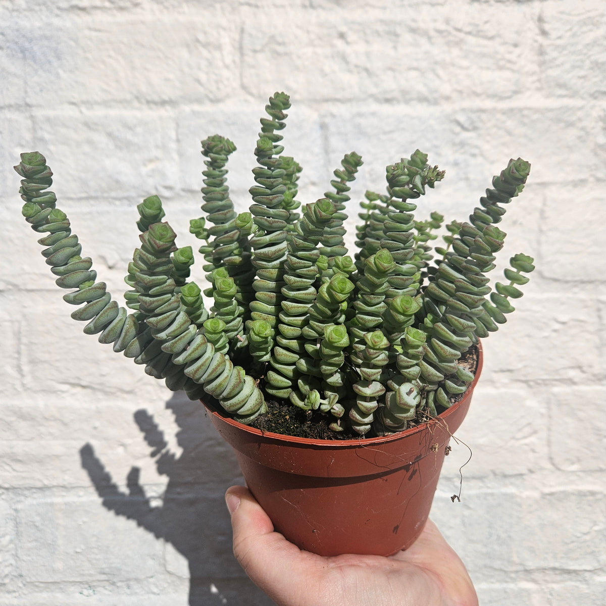 Crassula marnieriana (Jade Necklace)