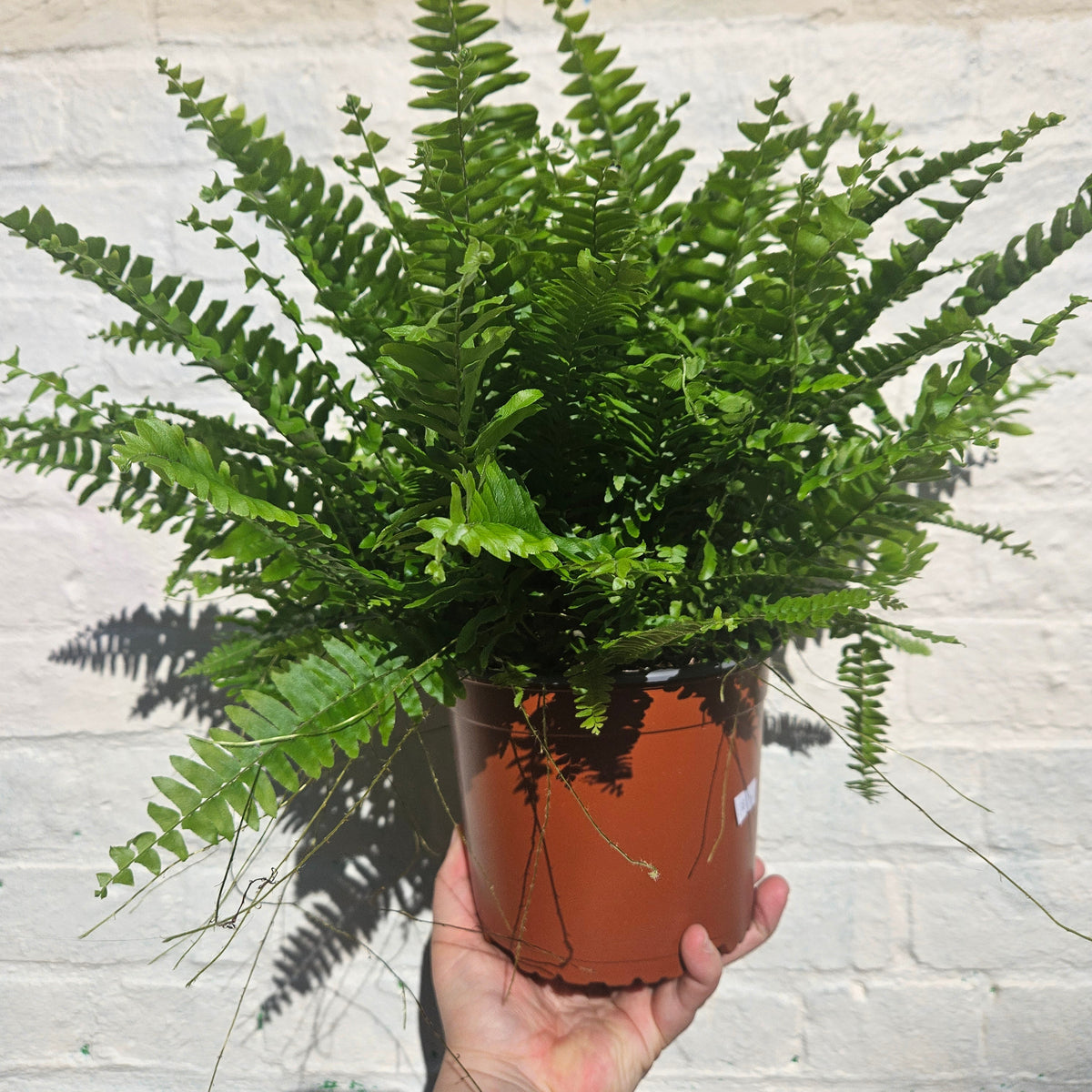 Nephrolepis Exaltata (Boston Fern)