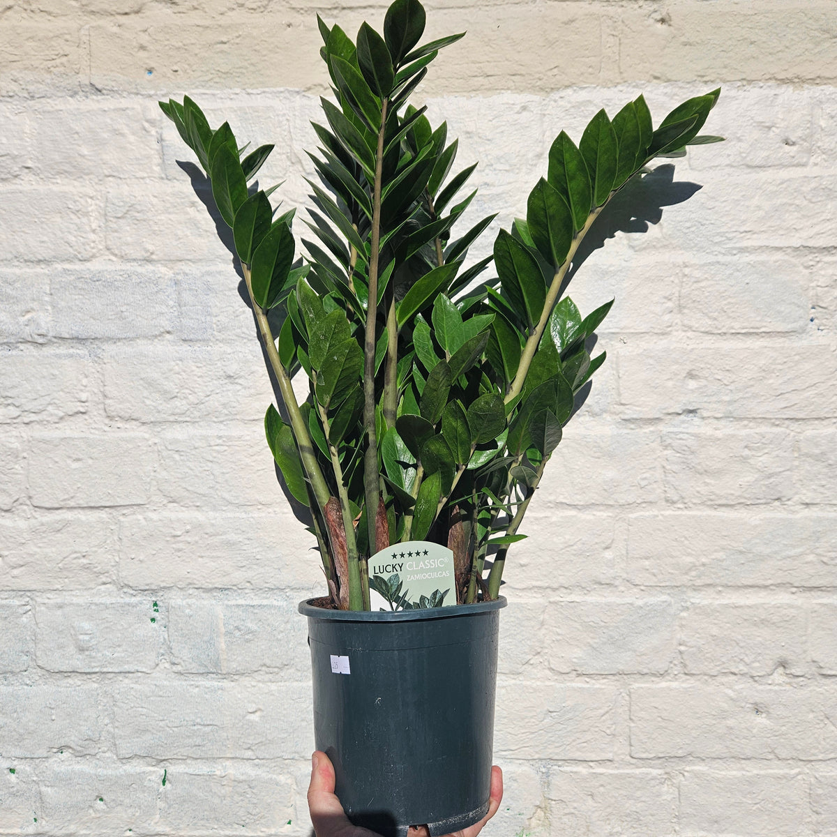 Zamioculcas zamiifolia (ZZ Plant)