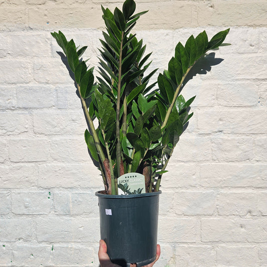 Zamioculcas zamiifolia (ZZ Plant)