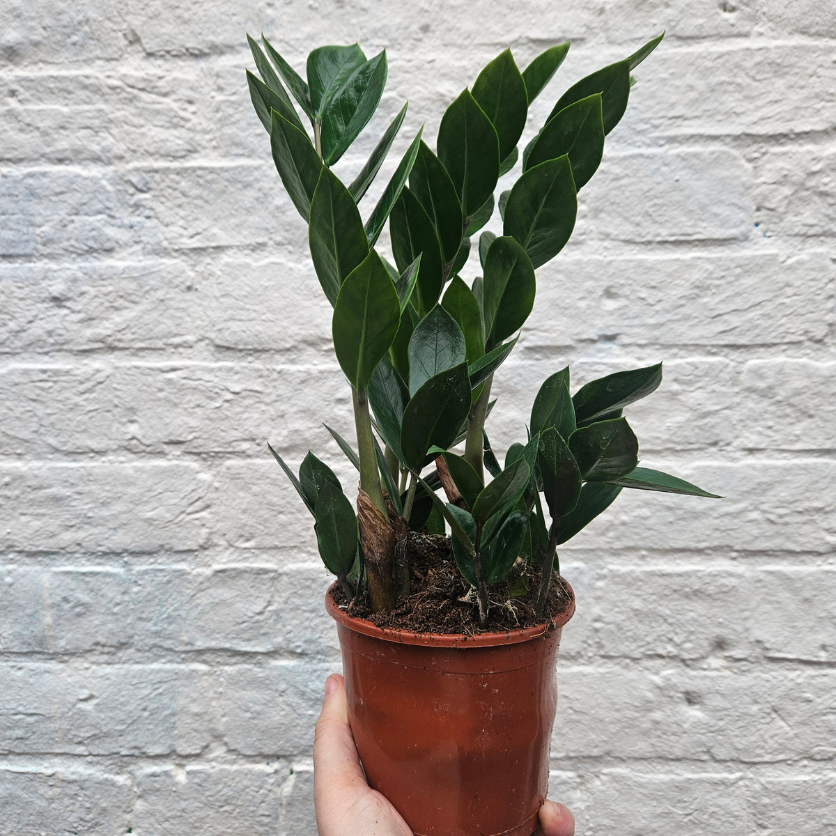 Zamioculcas zamiifolia (ZZ Plant)