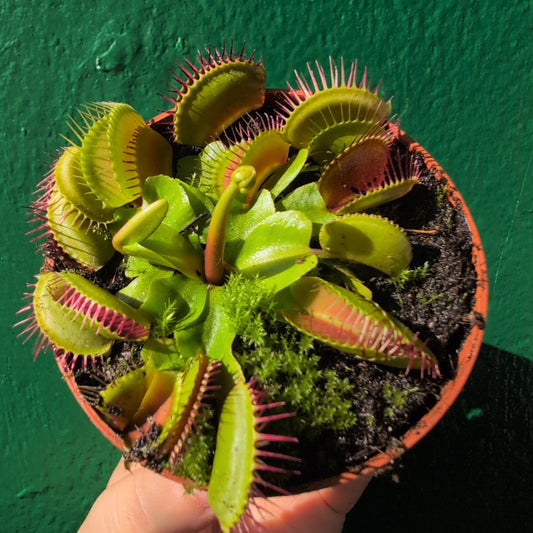 Dionaea Muscipula Carnivorous Plant - Venus Flytrap