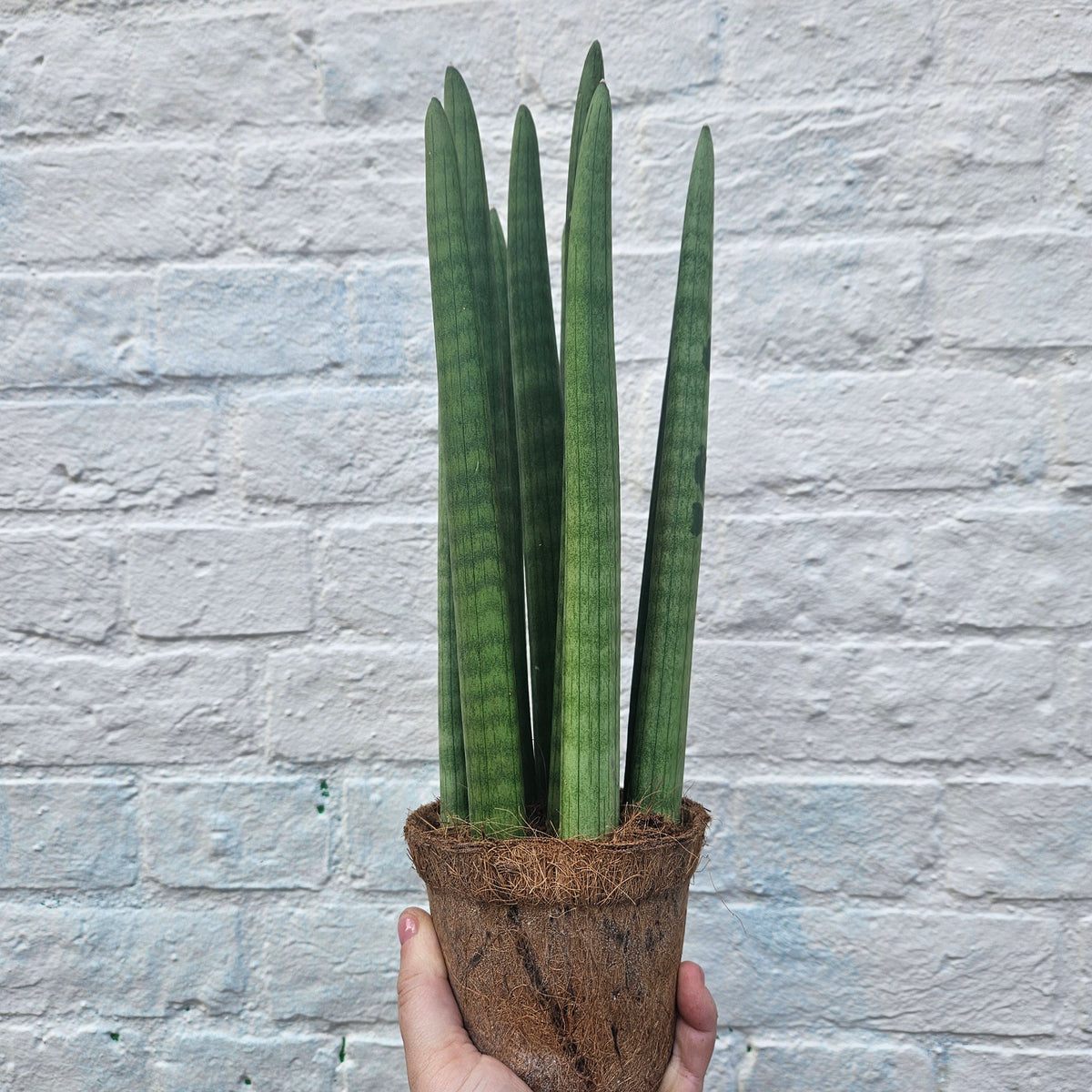 Sansevieria bacularis 'Mikado' (Snake Plant)