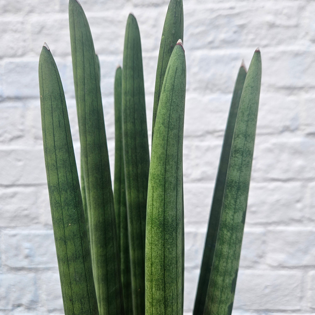 Sansevieria bacularis 'Mikado' (Snake Plant)