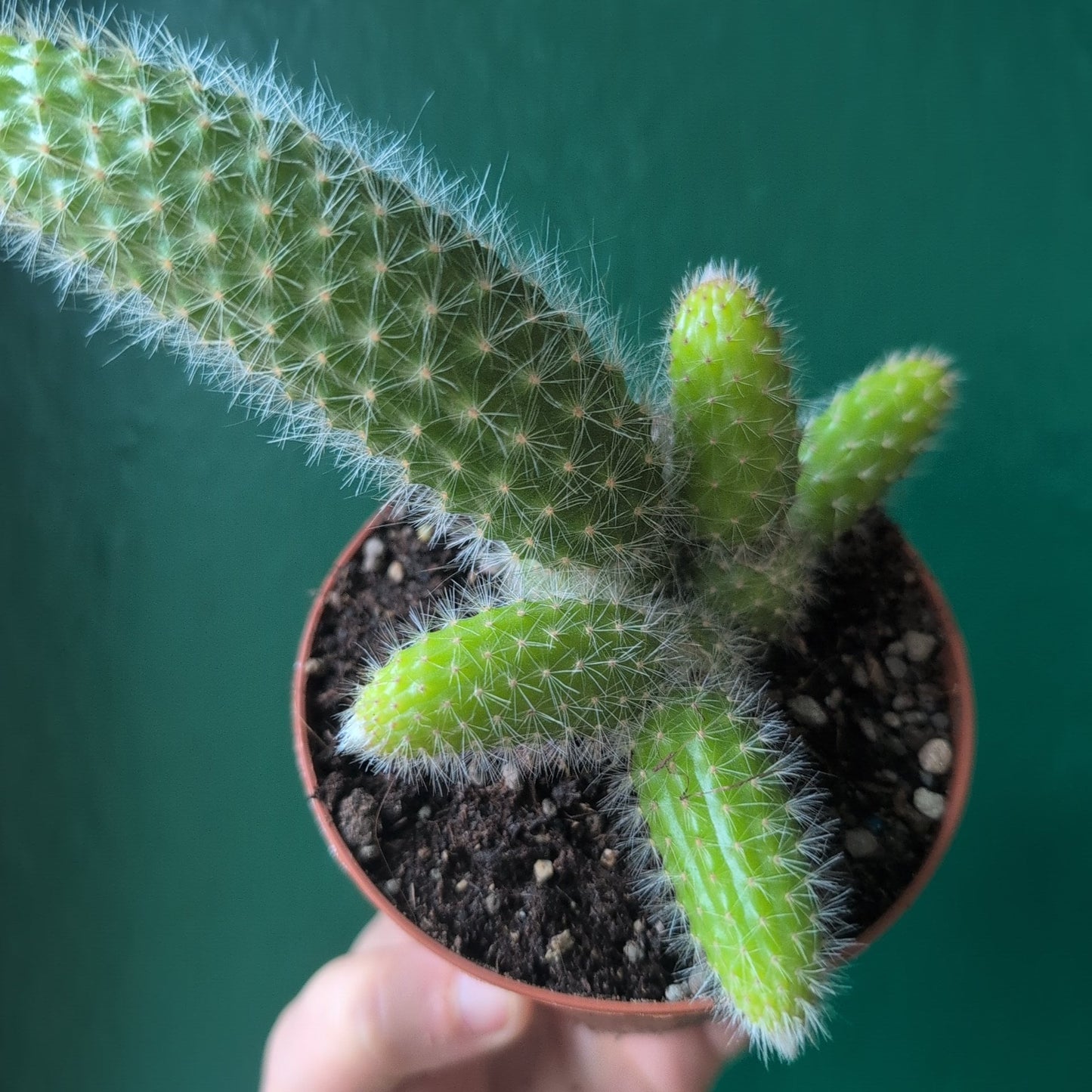 Cleistocactus colademononis (Monkey Tail Cactus)