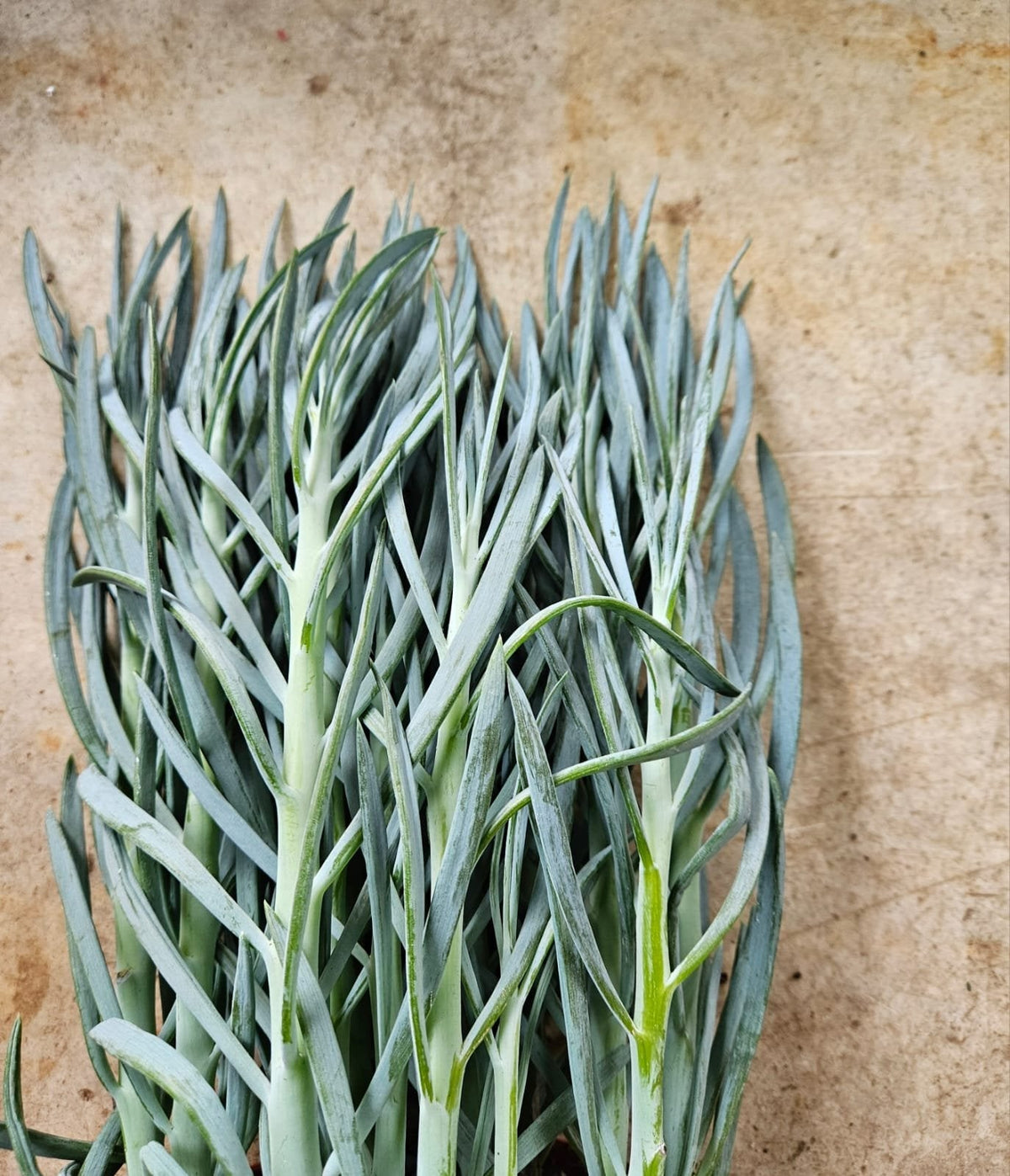 Curio ficoides ( Skyscraper Succulent)