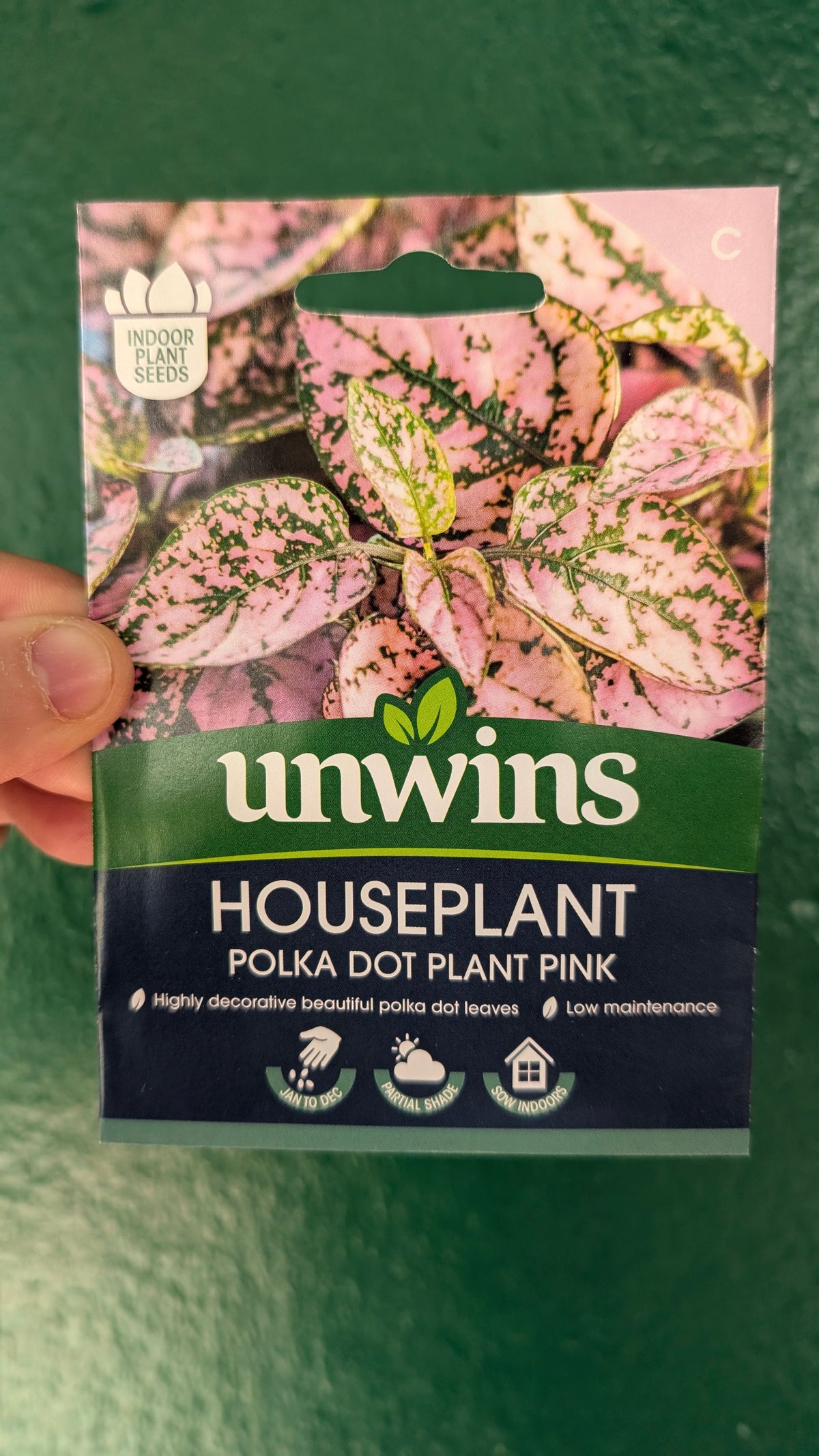 Indoor Houseplant Seeds - Fern, Strelizia, Hypoestes, Cat Grass, Spider Plant