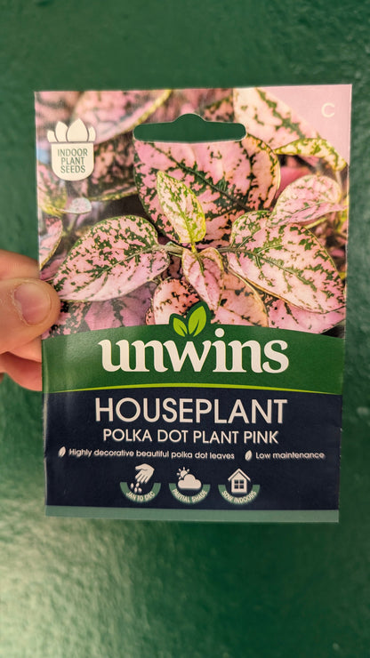 Indoor Houseplant Seeds - Fern, Strelizia, Hypoestes, Cat Grass, Spider Plant