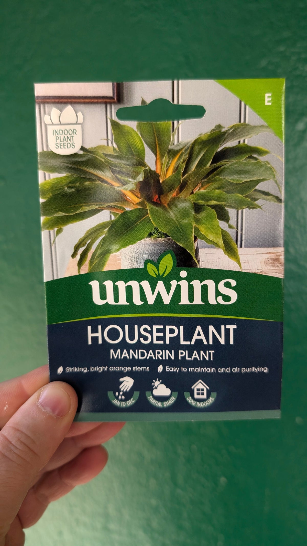 Indoor Houseplant Seeds - Fern, Strelizia, Hypoestes, Cat Grass, Spider Plant