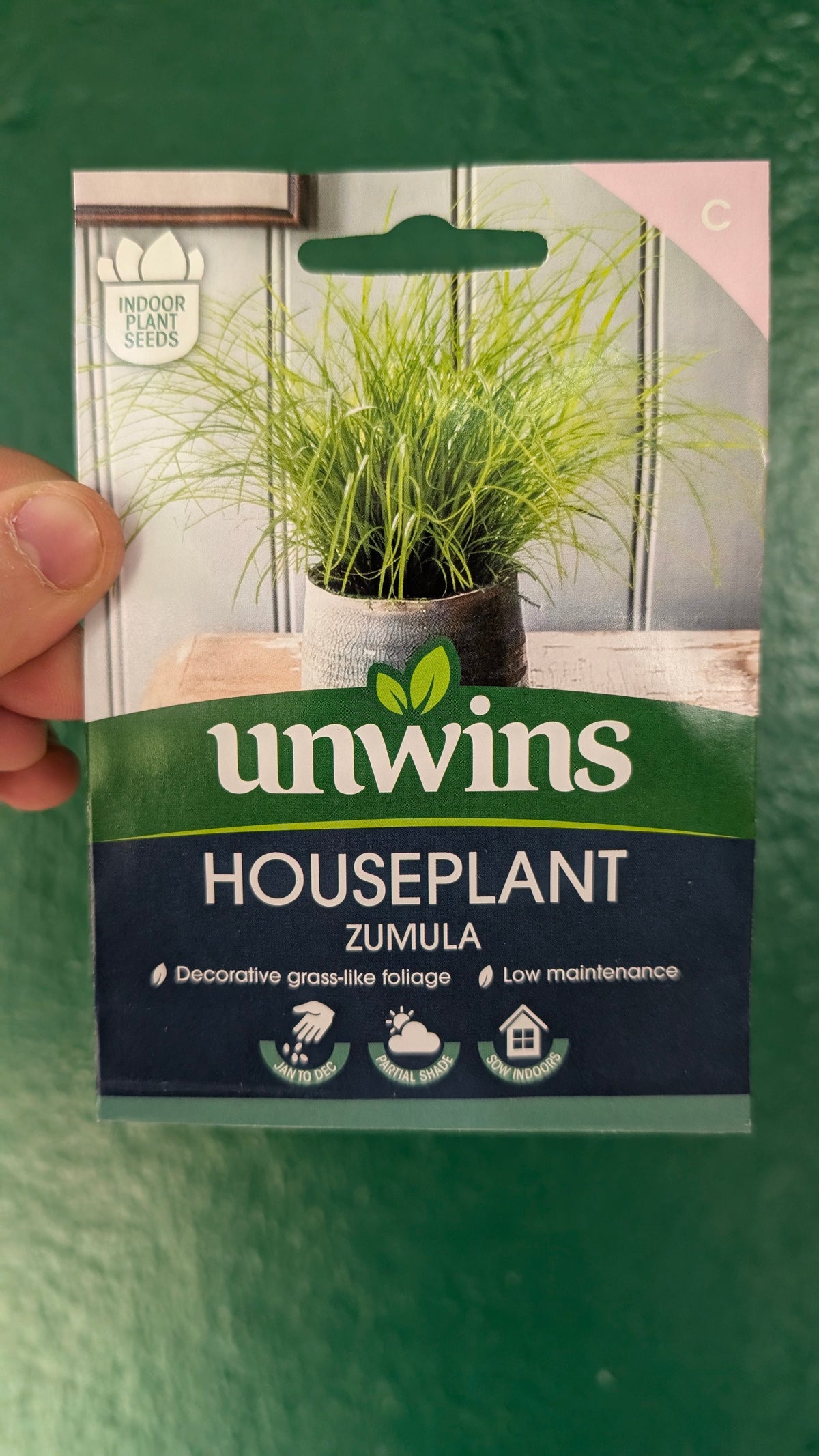 Indoor Houseplant Seeds - Fern, Strelizia, Hypoestes, Cat Grass, Spider Plant