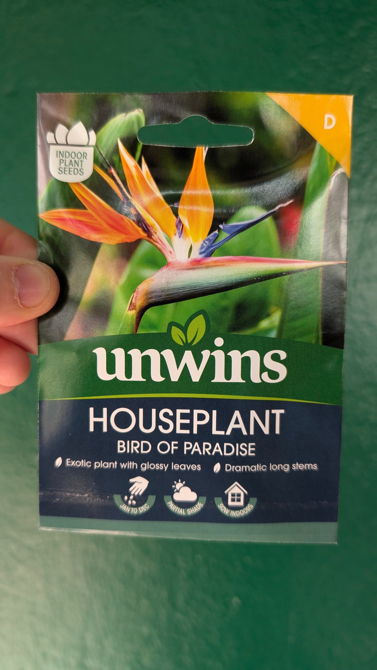 Indoor Houseplant Seeds - Fern, Strelizia, Hypoestes, Cat Grass, Spider Plant