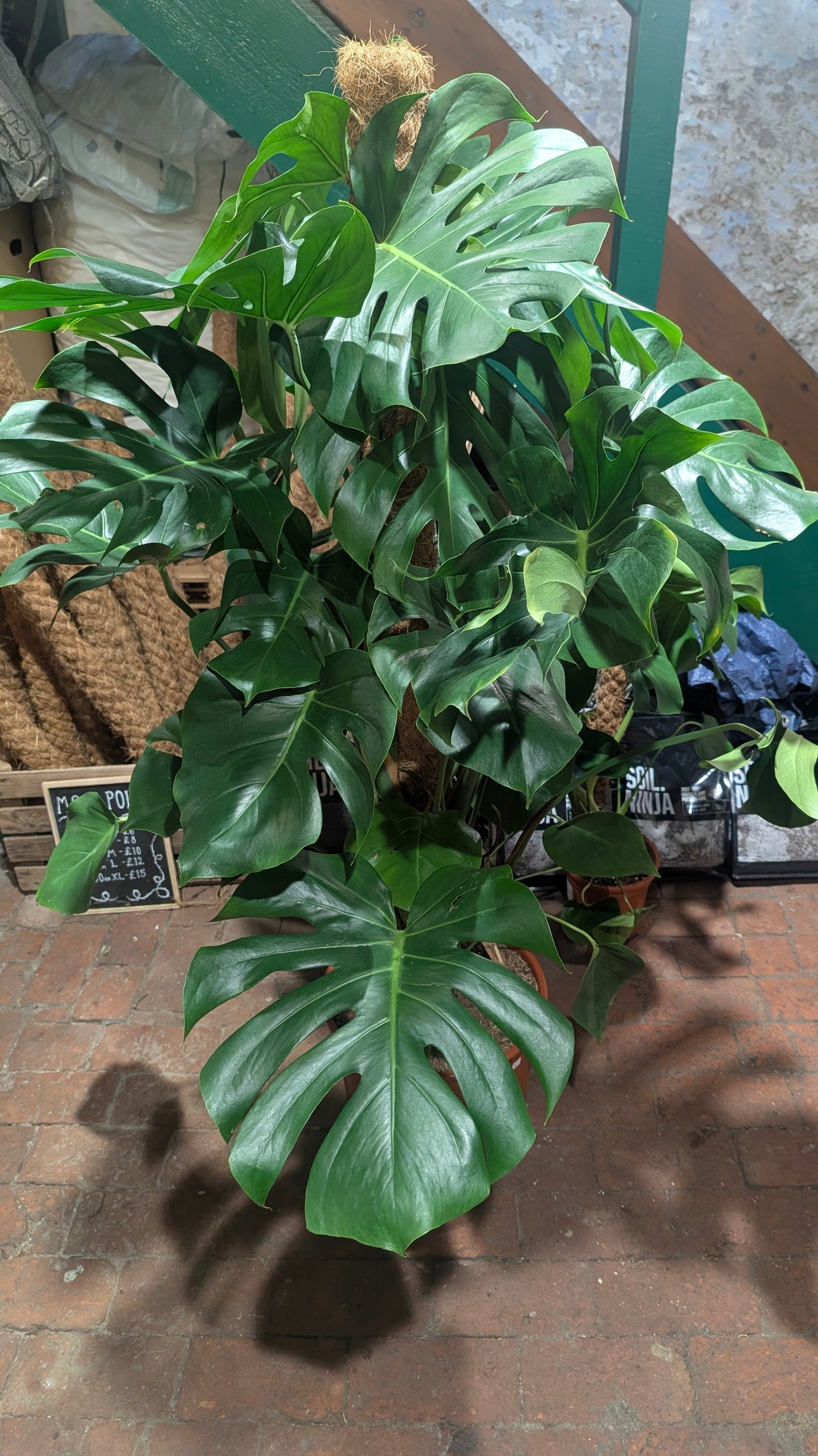 Monstera deliciosa (Swiss Cheese Plant)