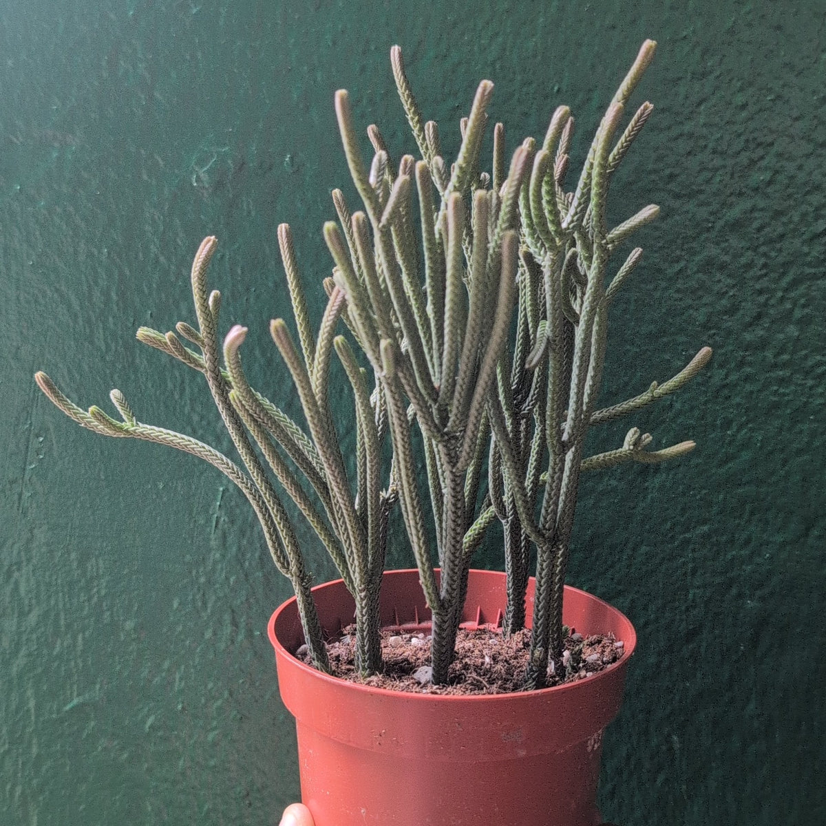 Crassula lycopodioides (Watchchain Plant)
