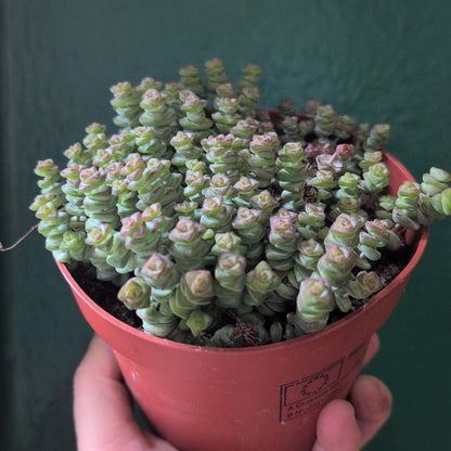 Crassula marnieriana (Jade Necklace)