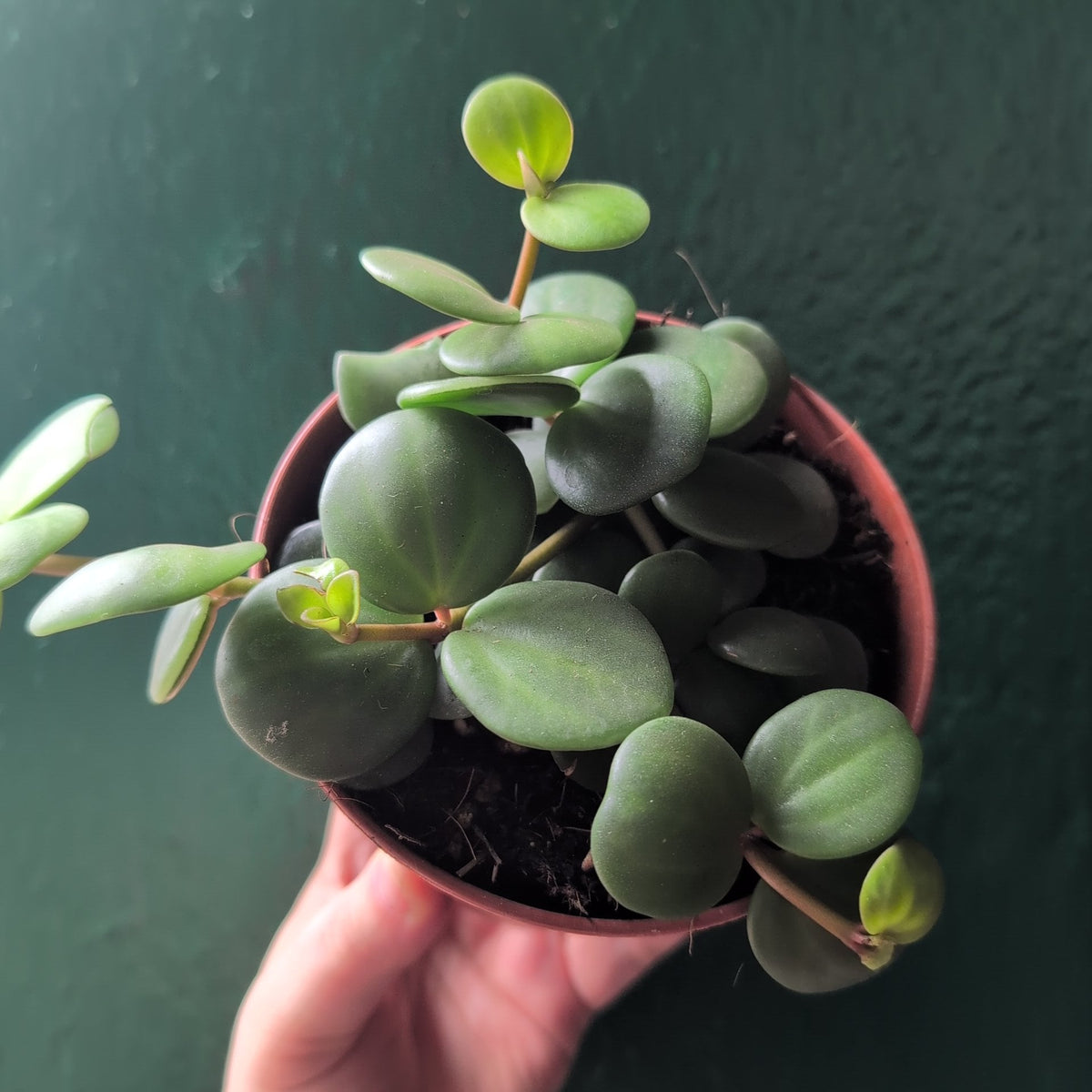Peperomia Hope Plant - Peperomia Tetraphylla Houseplant