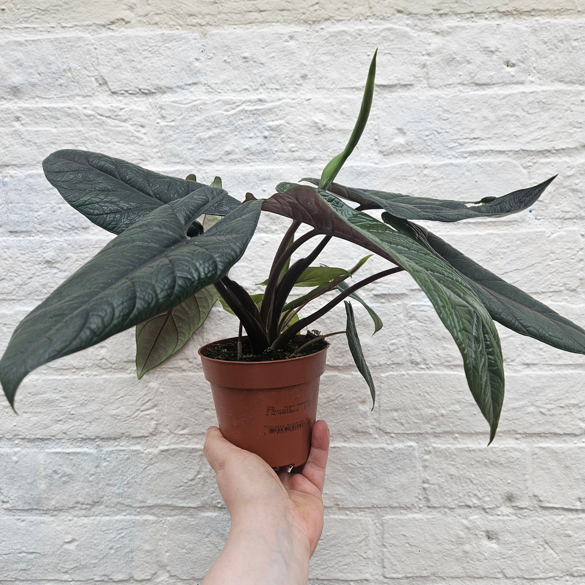 Alocasia scalprum 'Samar Lance'