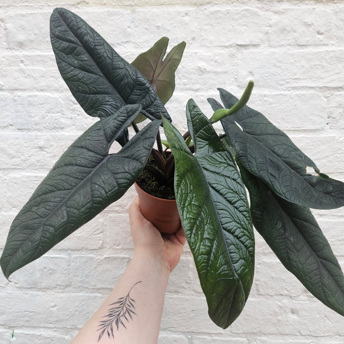 Alocasia scalprum 'Samar Lance'