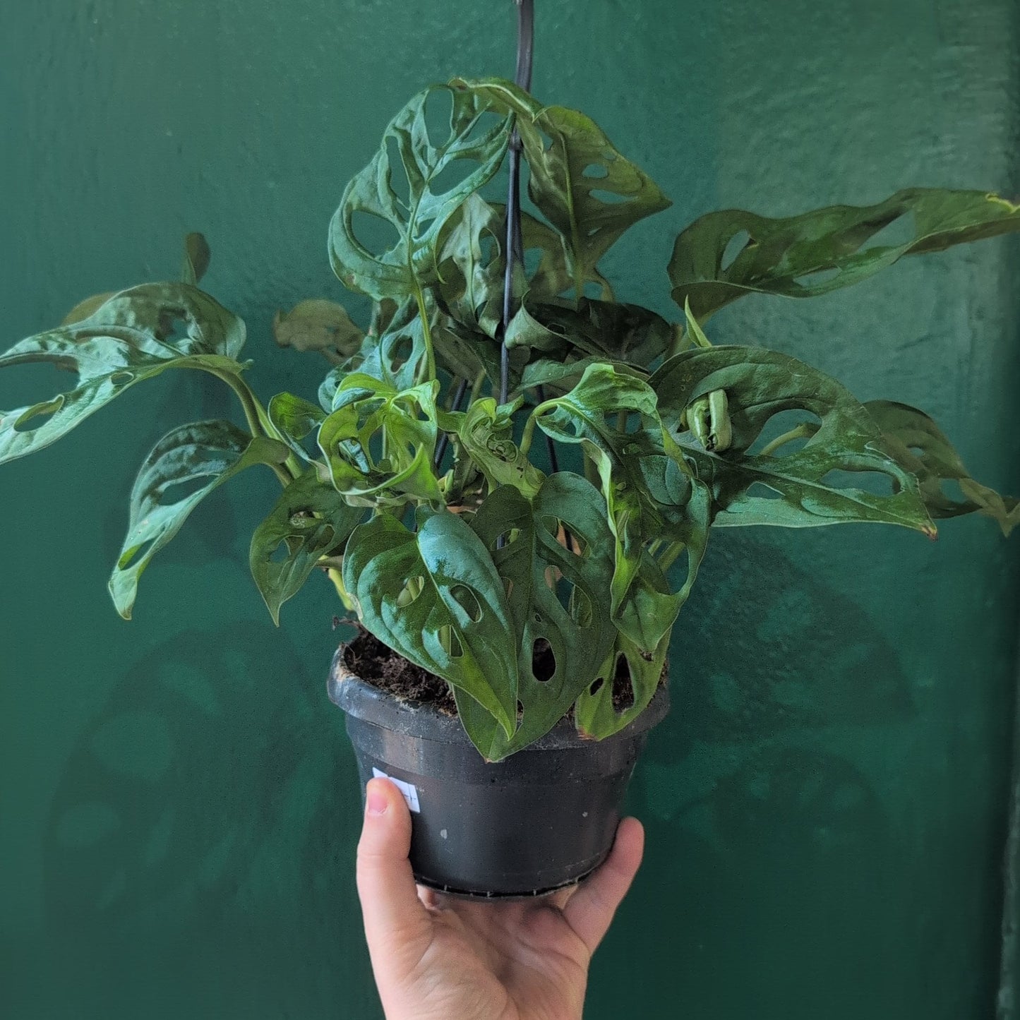 Monstera adansonii 'Monkey Mask'