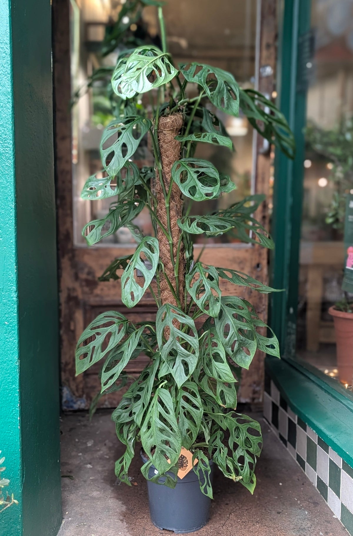 Monstera adansonii 'Monkey Mask'