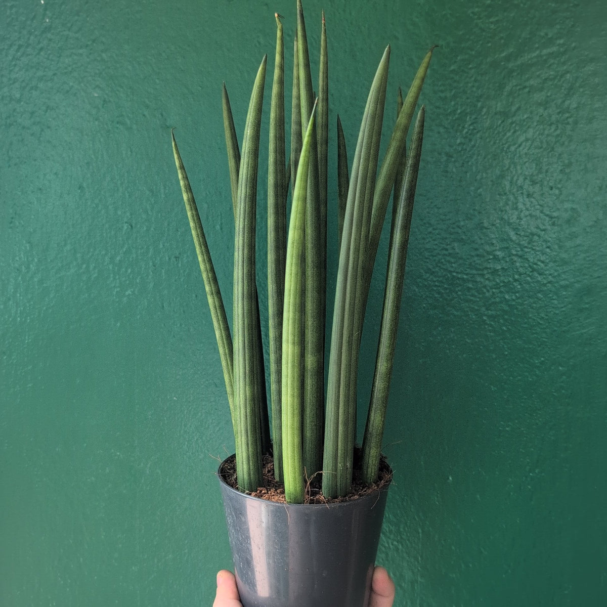 Sansevieria bacularis 'Mikado' (Snake Plant)