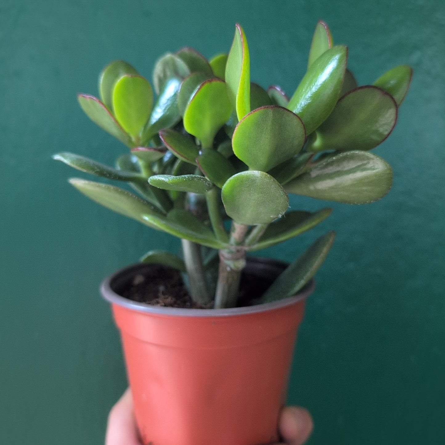 Crassula ovata (Jade plant)