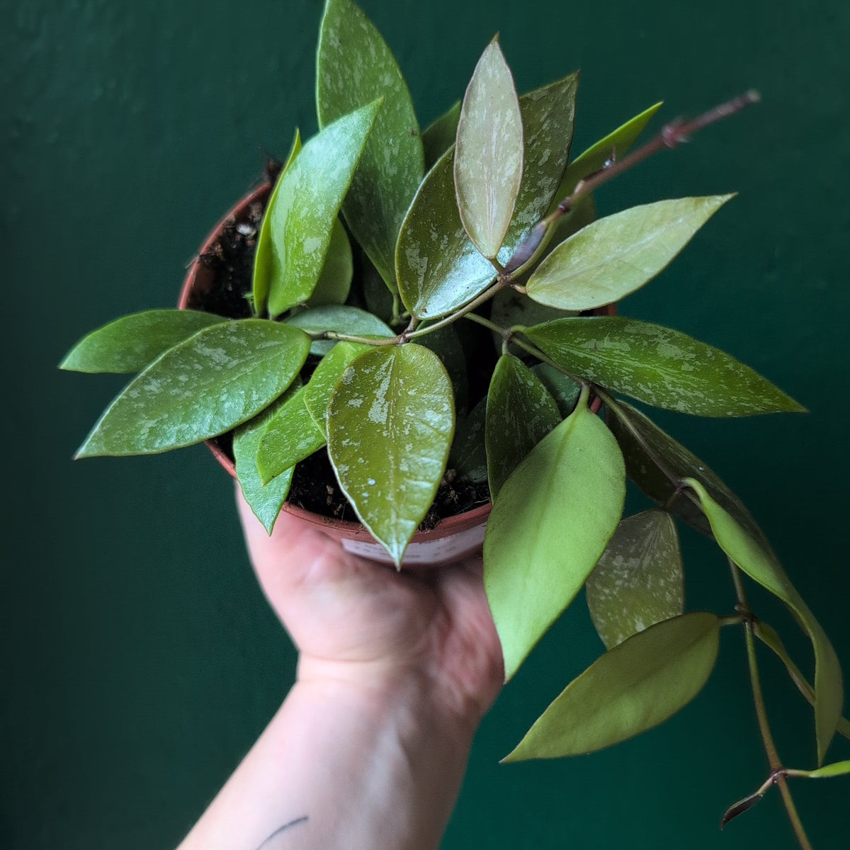 Hoya carnosa 'Gracilis'