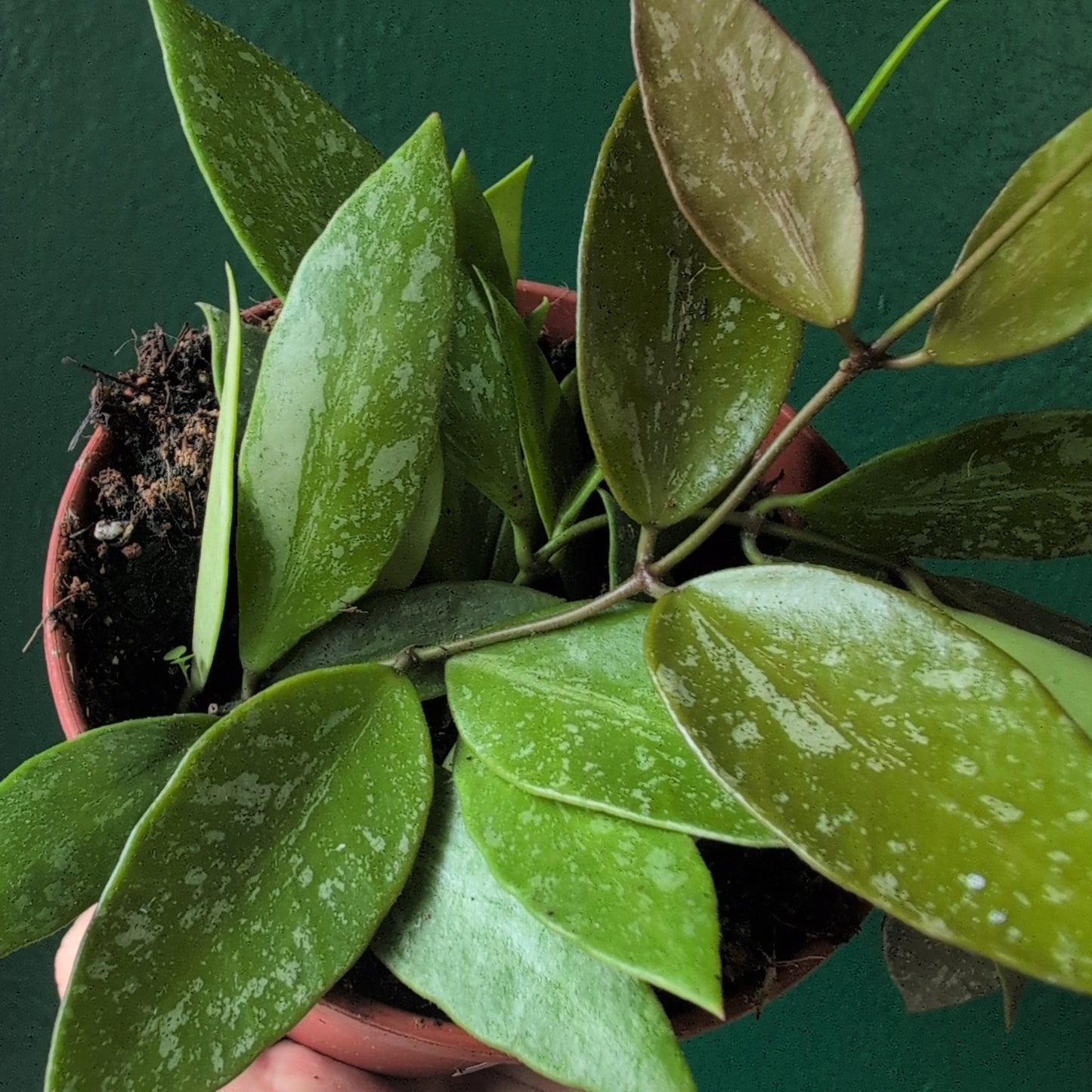 Hoya carnosa 'Gracilis'