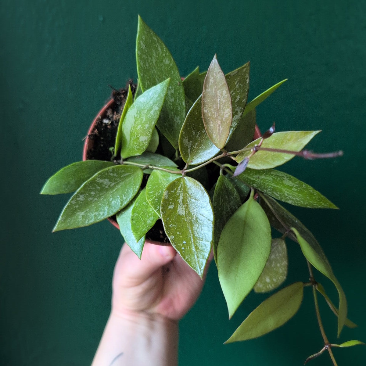 Hoya carnosa 'Gracilis'