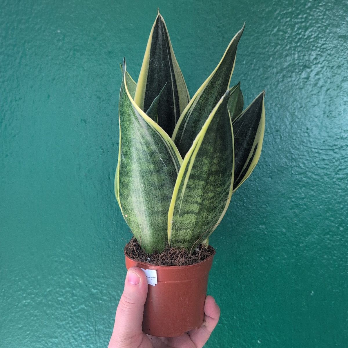 Sansevieria trifasciata 'Laurentii' (Snake Plant)