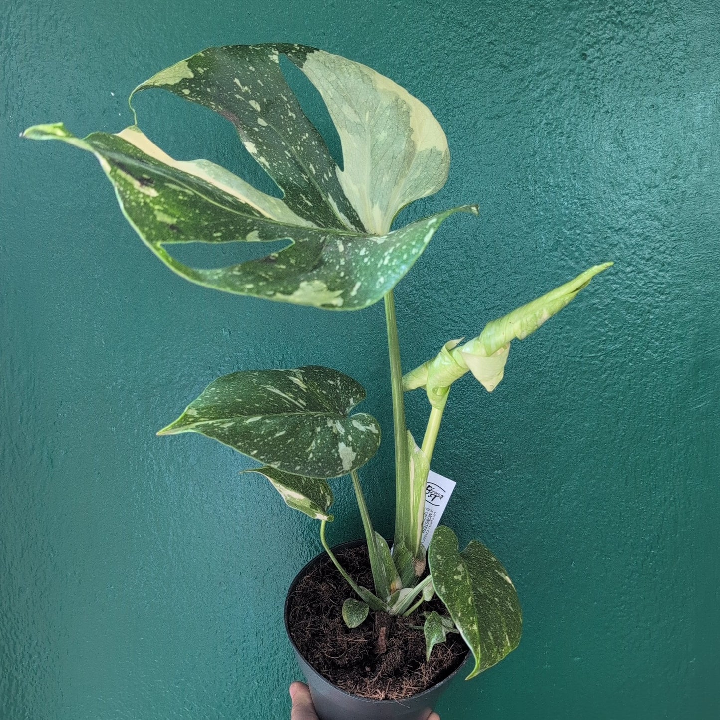 Monstera deliciosa 'Thai Constellation' (Variegated Monstera)